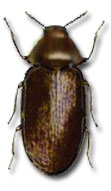 Pest: Bread beetle