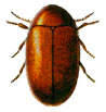 Pest: Cigarette beetle