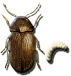 Pest: Drugstore beetle