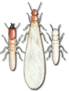 Pest: Termites