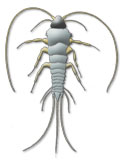 Harmful insects: Silverfish