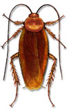 Harmful insects: American cockroach