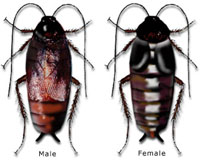 Harmful insects: Oriental cockroach